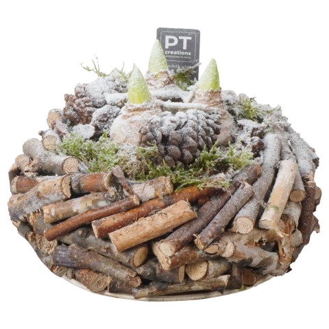 <h4>PTWH4523 Arrangementen Hyacinthus</h4>