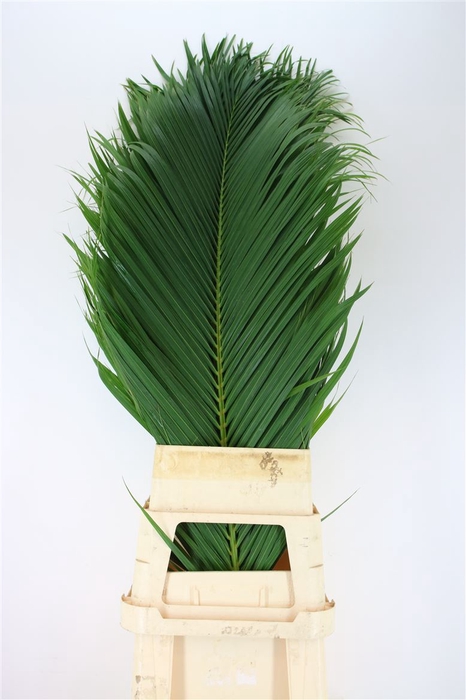 <h4>Cane Palm 150cm</h4>