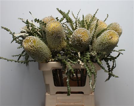 <h4>Banksia Speciosa</h4>