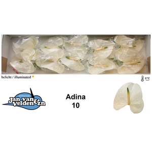 Adina 10