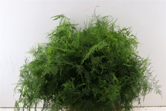 <h4>Asparagus Setaceus 50cm</h4>