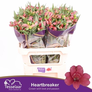 Alstroemeria heartbreaker