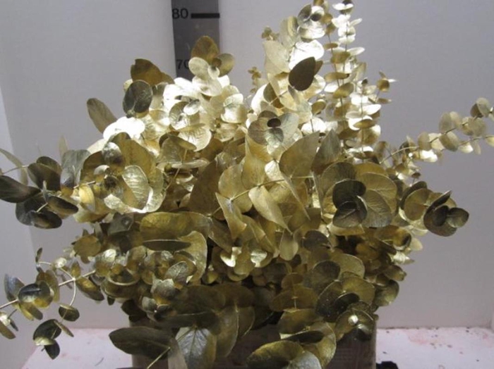 <h4>Euc Cinerea Goud</h4>