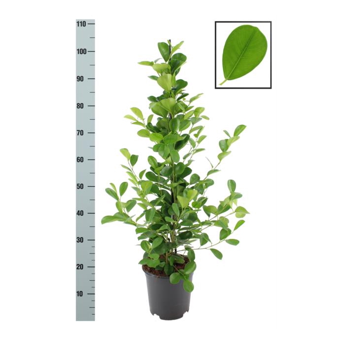 <h4>Ficus Microcapra Moclame 21Ø 105cm</h4>