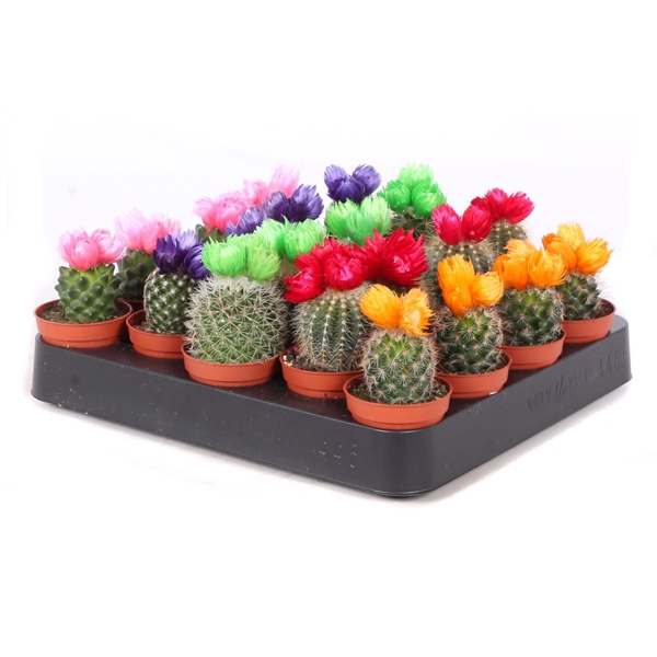 <h4>Cactus disco bloem 5,5 cm</h4>
