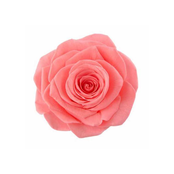 <h4>PRESERVED ROSES INES PINK NECTAR</h4>