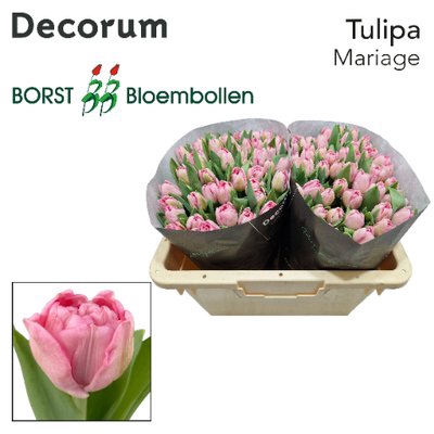 <h4>Tulipa do mariage</h4>