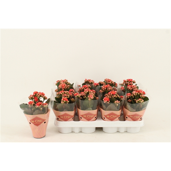 <h4>Kalanchoe Double XXL Red</h4>