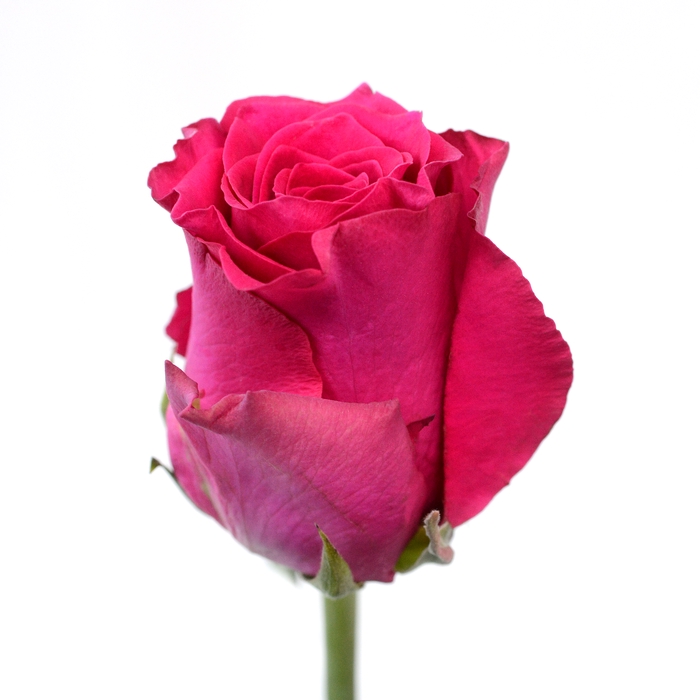 <h4>Rose Pink Rhodos</h4>