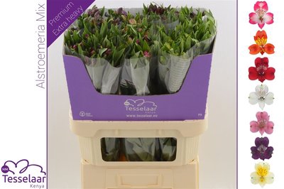 <h4>Alstroemeria mix in bucket</h4>