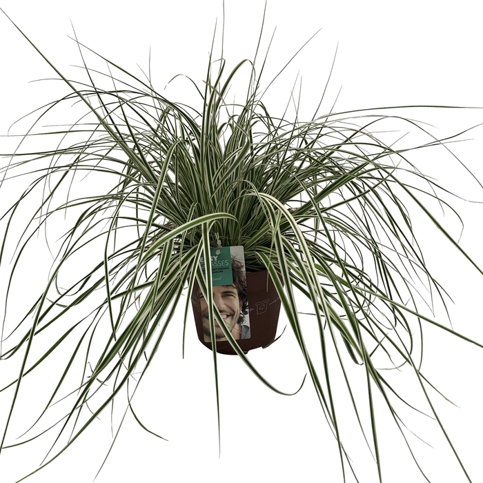 <h4>Carex Oshimensis 'everest'</h4>