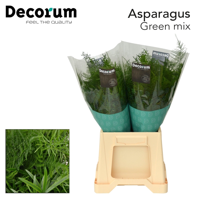 <h4>Asp exclusive green mix</h4>