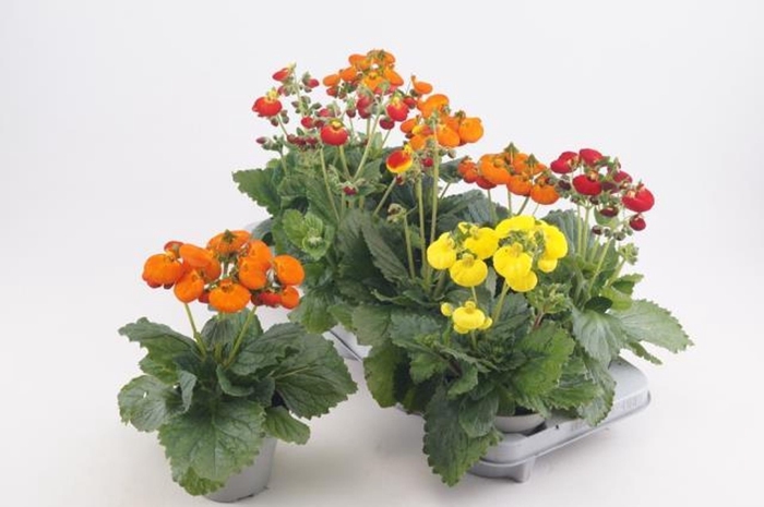 <h4>Calceolaria Calynopsis gemengd</h4>