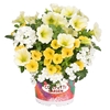 Confetti Garden 13 cm mixkar