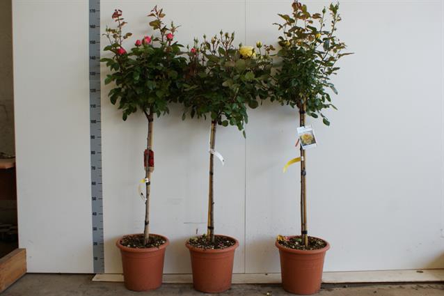 <h4>ROSA ST MIXKAR</h4>