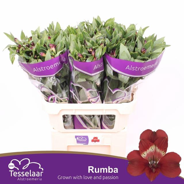 <h4>ALSTR RUMBA</h4>