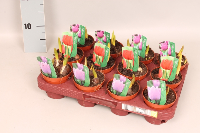 <h4>Bol op pot Tulip in diverse kleuren</h4>