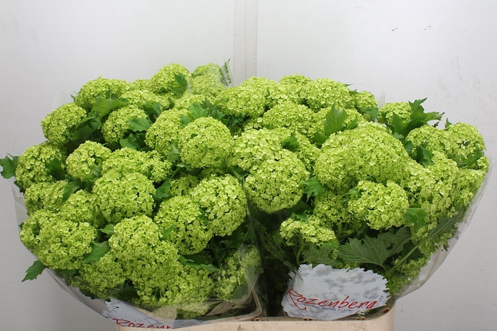<h4>Viburnum Roseum 80cm 4 Bal</h4>