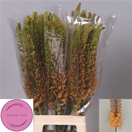 <h4>Eremurus Ruiter</h4>