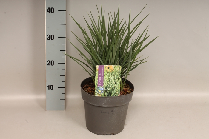vaste planten 19 cm  Dianella Coolvista
