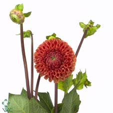 <h4>Dahlia cornel bronze</h4>