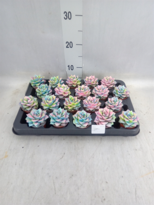 <h4>Echeveria purpusorum</h4>