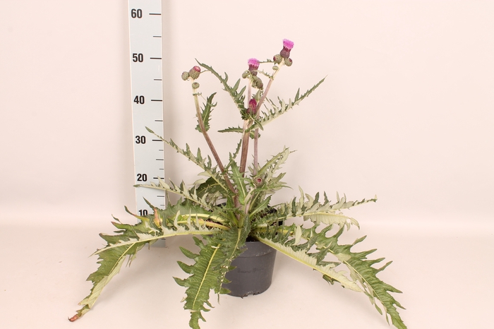 <h4>vaste planten 19 cm  Cirsium Atropurpureum</h4>