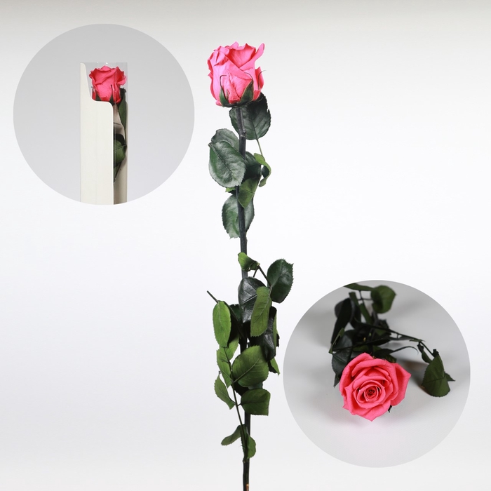 Roos op steel Standard 55cm D.roze