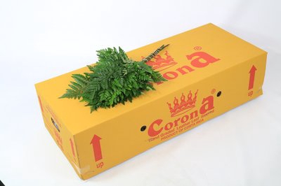 <h4>Leaf leather fern extra Corona (arachniodes)</h4>