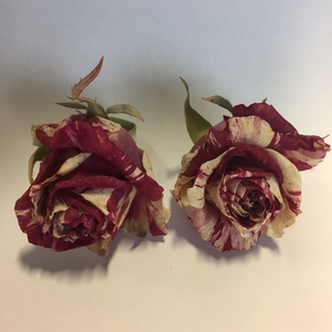 Harlekijn rose 3,5-4cm