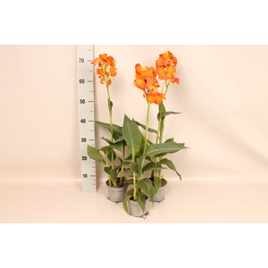 Canna generalis Cannova Orange