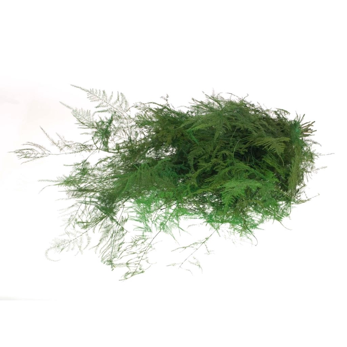 <h4>Asparagus preserved mosgreen</h4>