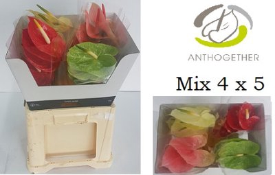<h4>Anthurium 4 colour mix in box</h4>