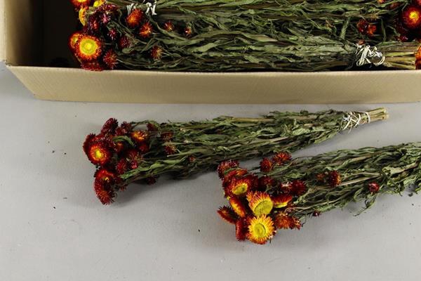 <h4>Df Helichrysum Red Bs</h4>