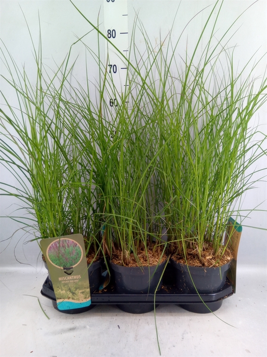 <h4>Miscanthus Sin. 'red Chief'</h4>