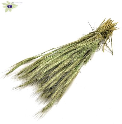 <h4>Triticale per bunch frosted mint green</h4>