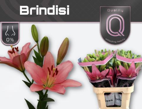 <h4>Lilium la brindisi</h4>