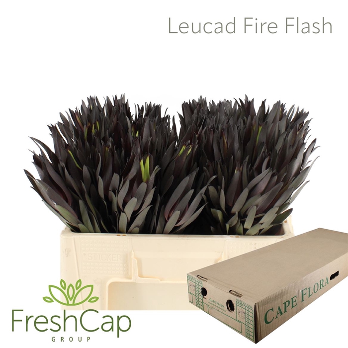 <h4>... # Leucad Fire Flash **clearout**</h4>