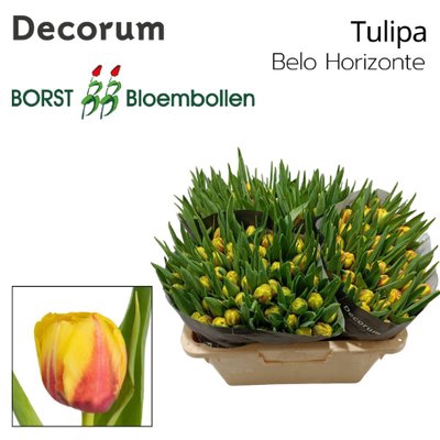 <h4>Tulipa do belo horizonte</h4>