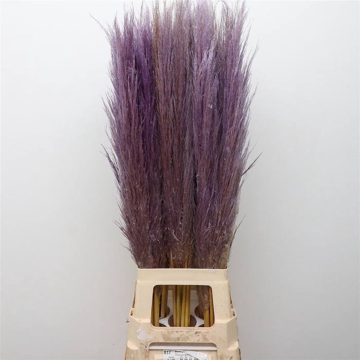 <h4>Corta Dried X50 Lavander</h4>