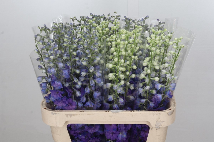 <h4>Delphinium el du christel</h4>