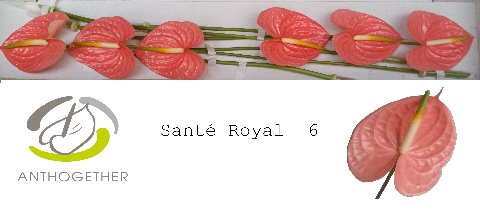 <h4>Anthurium sante royal</h4>