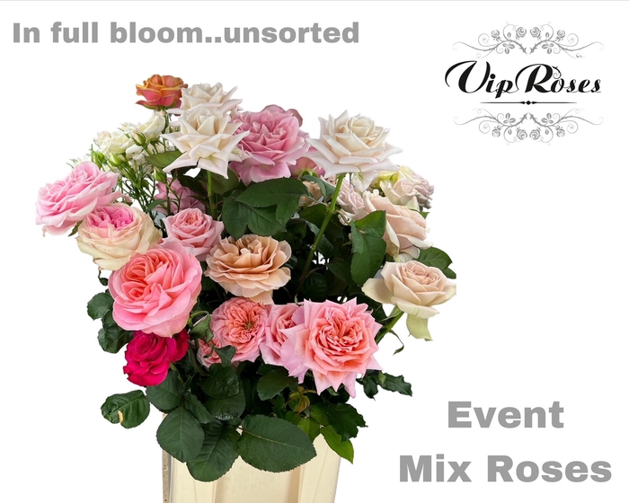 <h4>R Gr Event Mix Roses</h4>