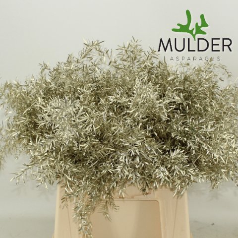 <h4>Leaf asparagus cwebe paint platina</h4>