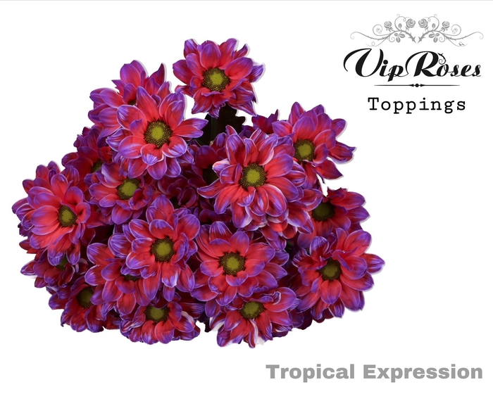 <h4>Chr T Tropical Expression</h4>