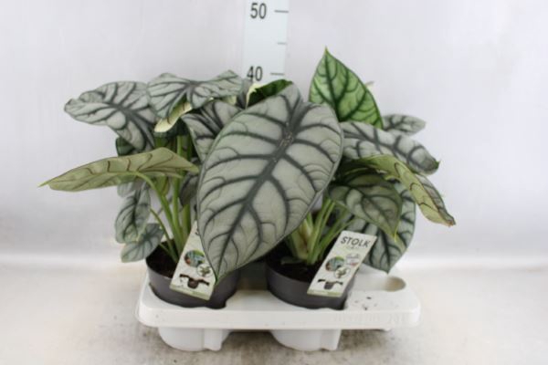 <h4>Alocasia  'Dragon Scale'</h4>