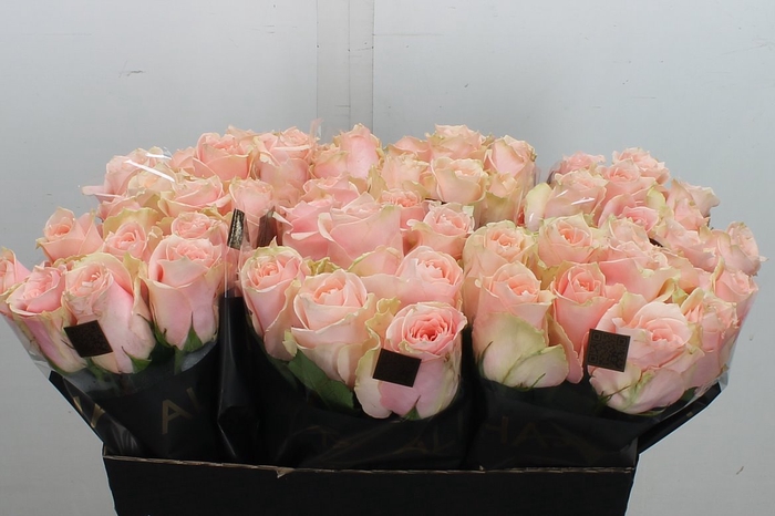 <h4>R Gr Harmony Peach</h4>