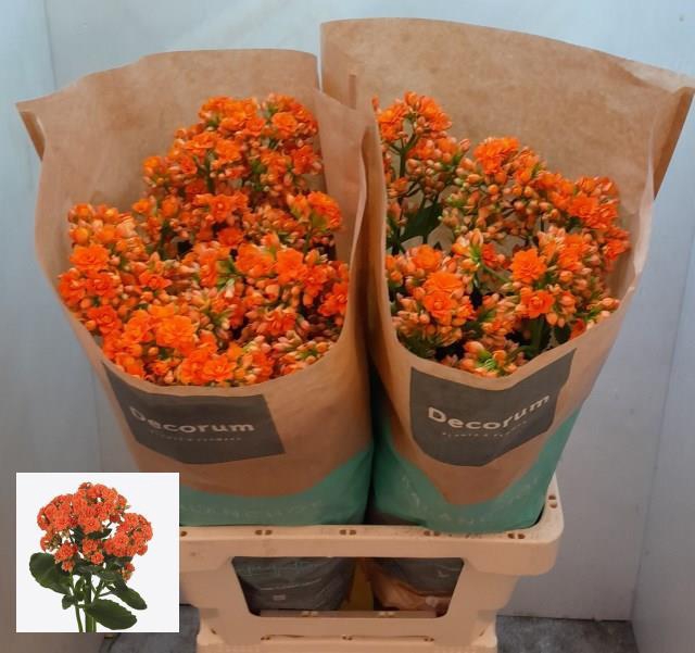 <h4>Kalanchoe diamond orange</h4>