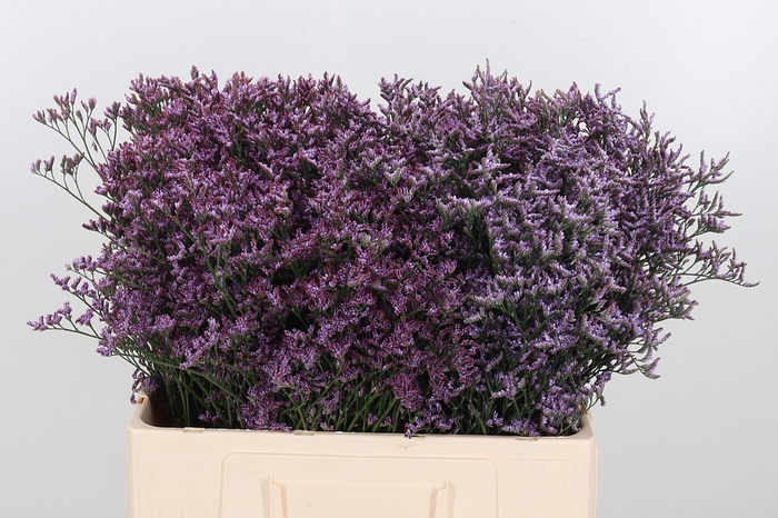 puma ferrari amaryllis