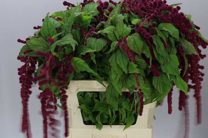 <h4>Amaranthus Ca Rosary</h4>